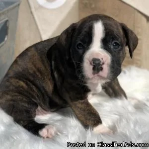 Sweet Boxer Puppies Now Available.