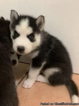 Husky Puppies