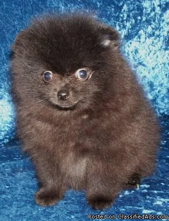 Fluffy female square black pomeranian
