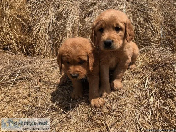 Farm-Raised Golden Retriever Puppies