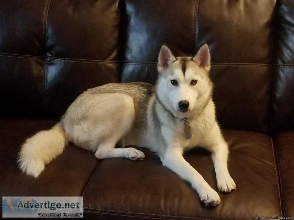 Husky for sale