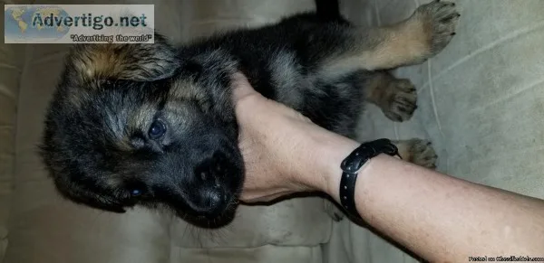 German Shepherd puppies