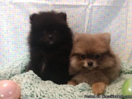 Pomeranian