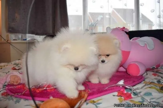 Male and Female Pomeranian Puppies