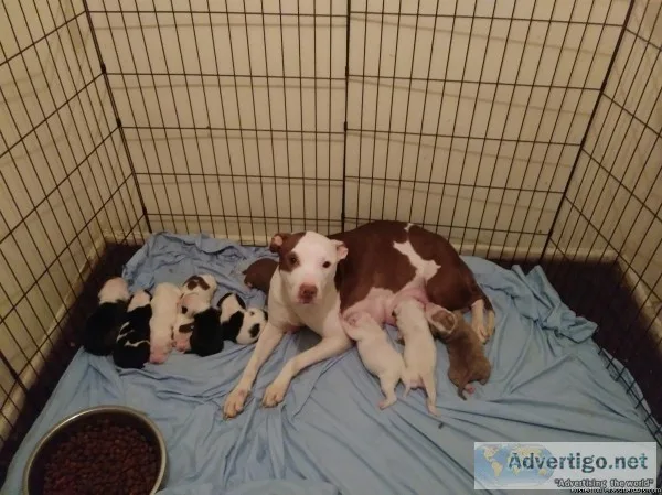 Pitbully pups