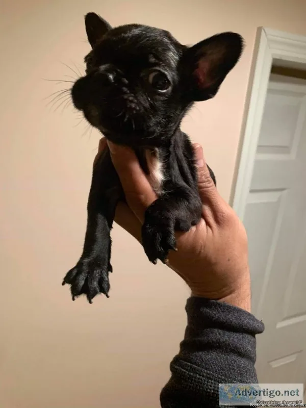 French Bulldogs for sale (Brindle and Pied) 1 Female and 2 Males