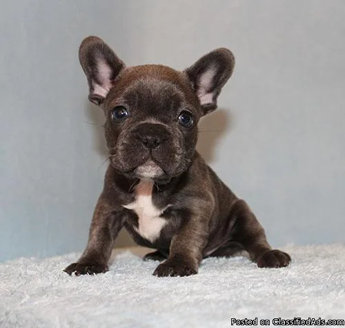 AKC BlueTri Carrier French Bulldog Puppy Boy (Harry)