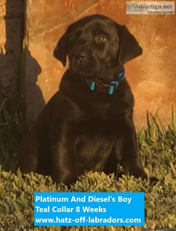 AKC Lab Puppies