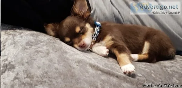 akc registerdChihuahua puppies for adoption