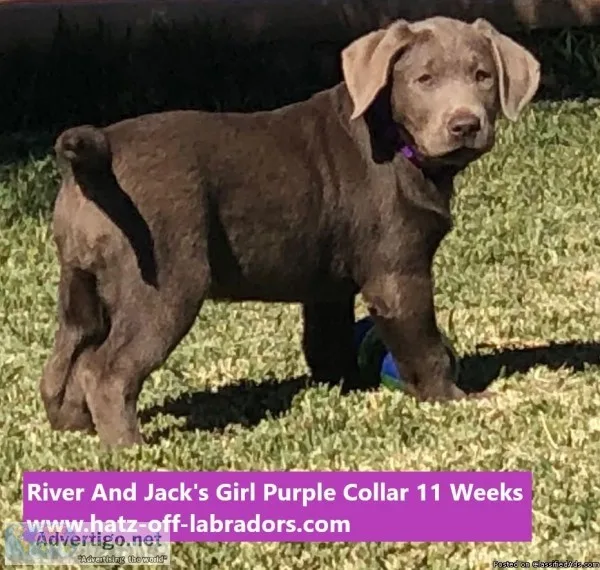AKC Silver Female Lab Pup