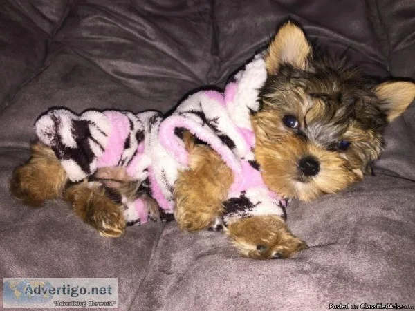 Tiny Teacup Yorkshire Terrier