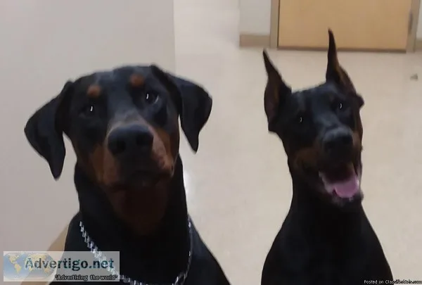 Doberman Pinscher Puppies For Sale