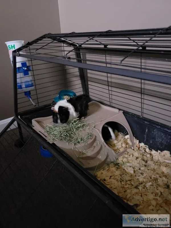 Guinea pigs
