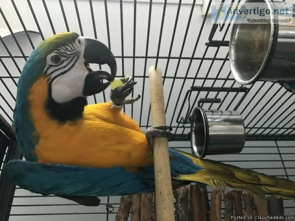lovely blue and gold macaw birds