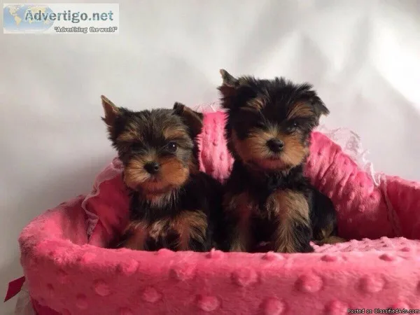 Extremely Cute Yorkshire Terrier Puppies