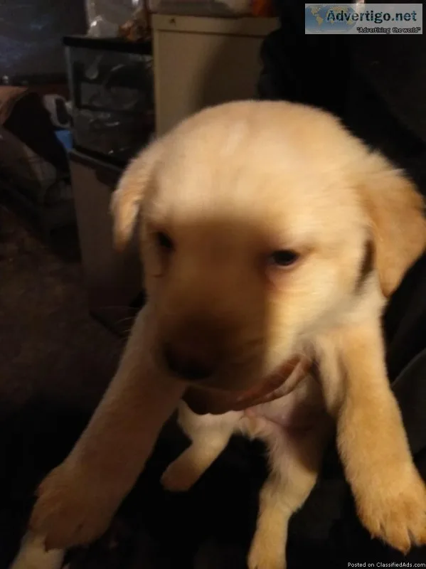 Baby Labrador retriever