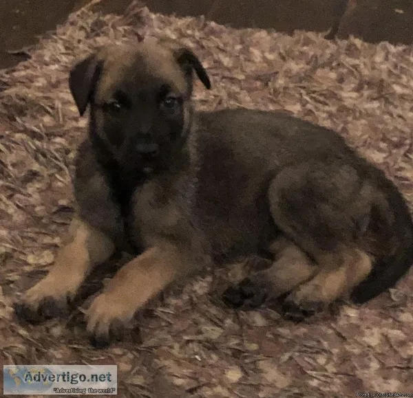 German Shepherd  Belgian Malinois Female Puppy