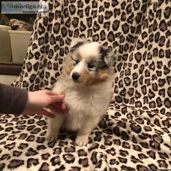 AKC REG Shetland Sheepdog Puppies