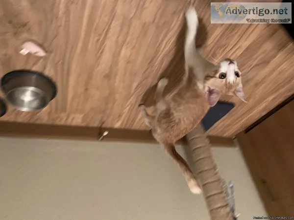 Orange and white kitten for sale