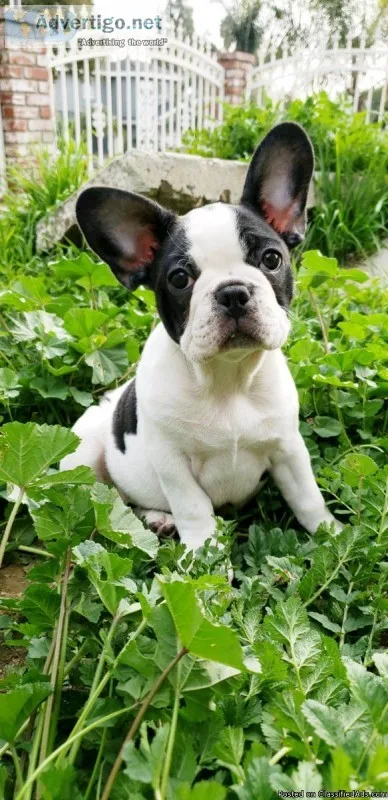 French Bulldog