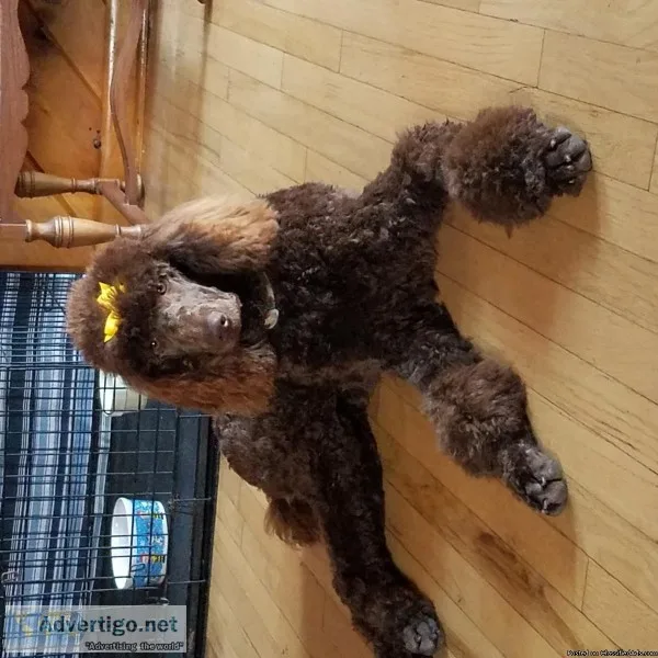 CKC STANDARD POODLE