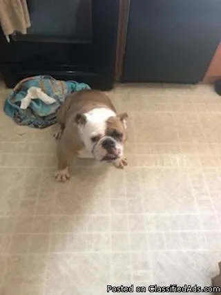 Olde English Bulldog 3 yr old female registered