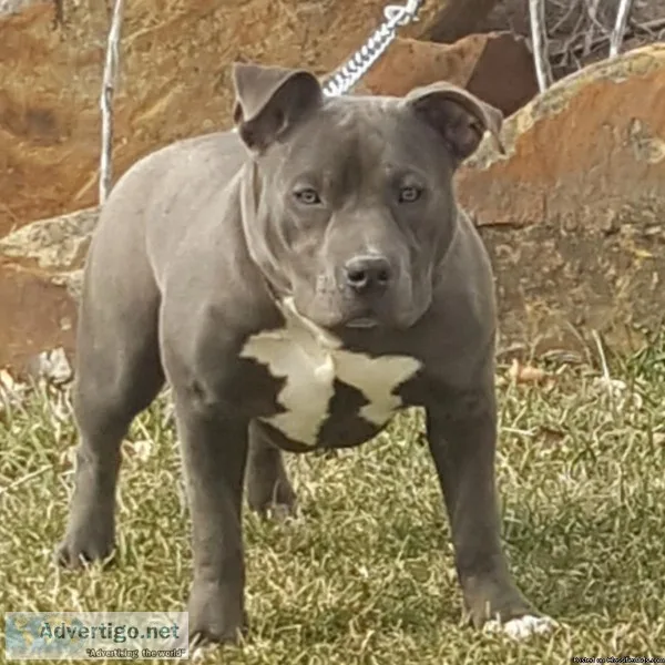ABKCBBOA Exotic Bullies Dropping April 2019