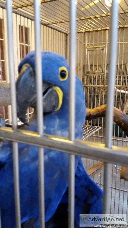 Hyacinth Macaw and Parrots ready Text at 352-405-0237