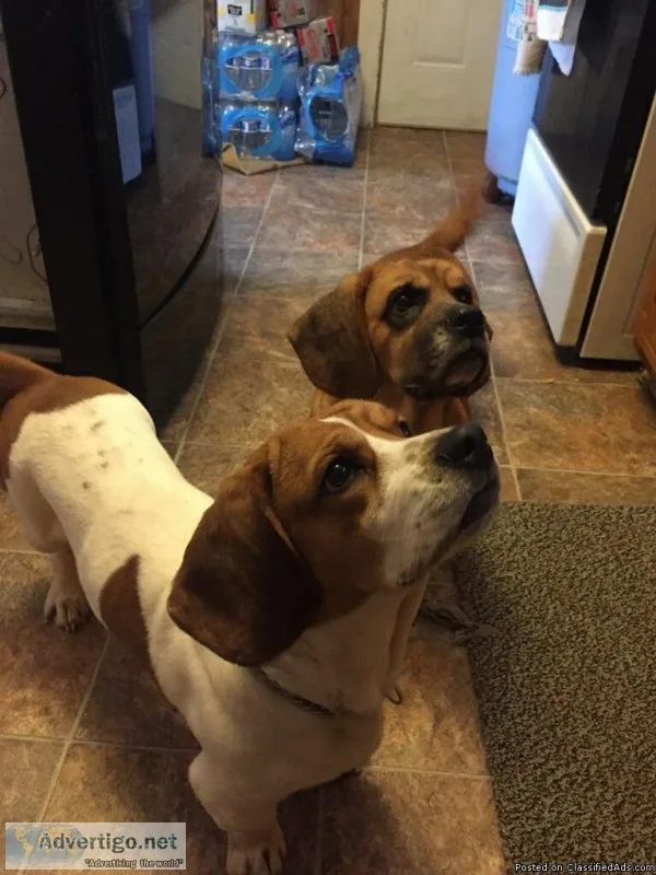 Basset hound mix