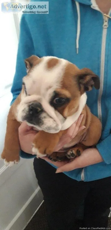 Top Class English Bulldog Puppies Available