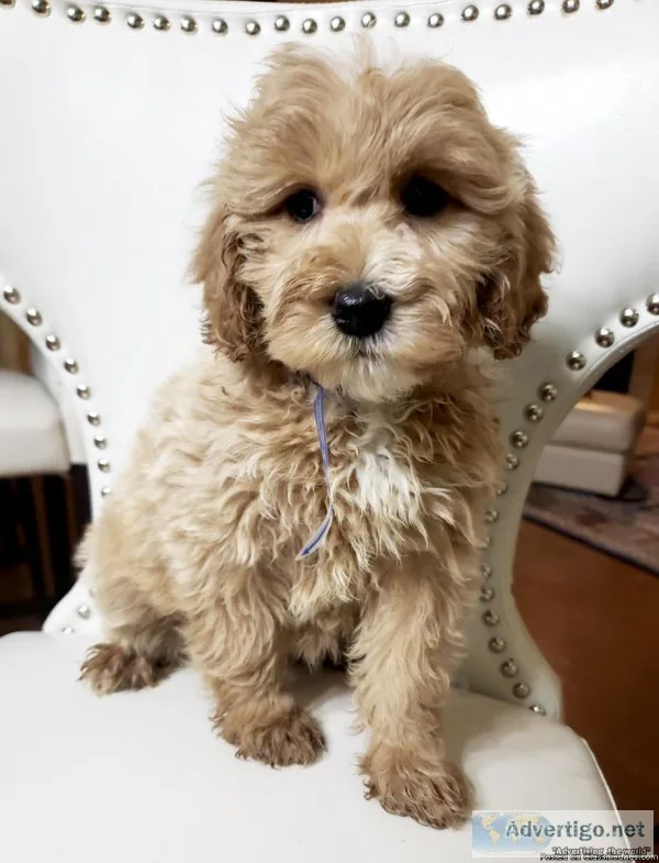 F1B Beautiful Mini Goldendoodle Puppies - Non Shedding