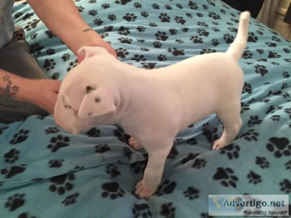 Bull Terrier Puppies Ready Now
