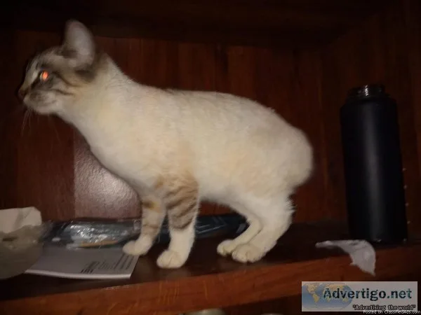 Lynx Point American Bobtail and Ragdoll mix