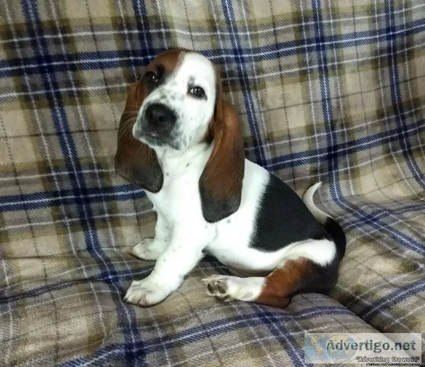 AKC registered basset hound pups