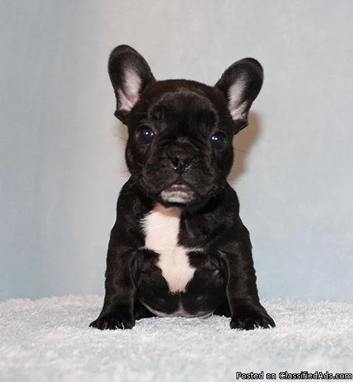 AKC BlueTri Carrier French Bulldog Puppy Girl (Gaby)