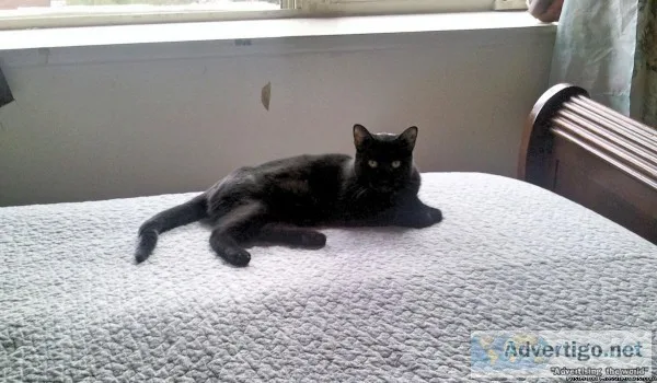 Cat free to good home