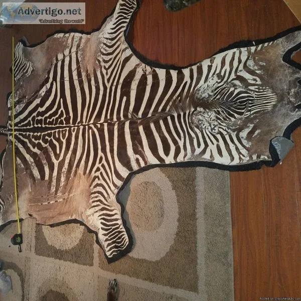 zebra skin taxidermy zebra hide