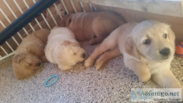 Golden Retriever Puppies
