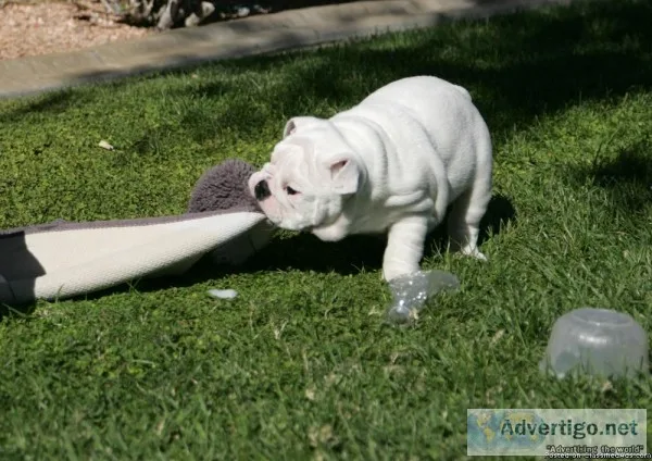 Class English Bulldog Puppies Available