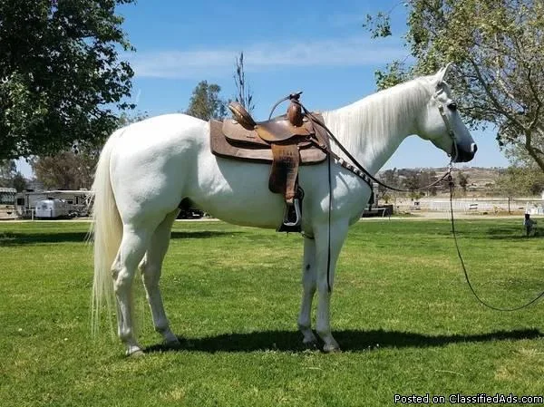 AQHA Grey Gelding