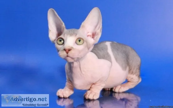 Healthy super clean Hairless Sphynx kittens with cute blue eyes