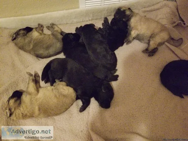 German Shepherd Puppies