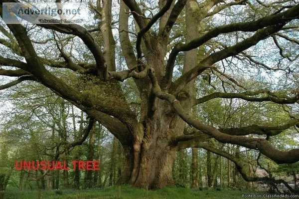 TREES UNUSUAL  AA