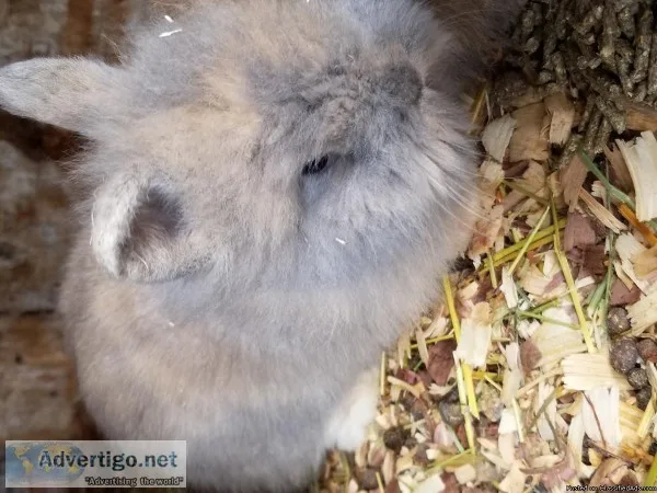 Rabbits lionheads