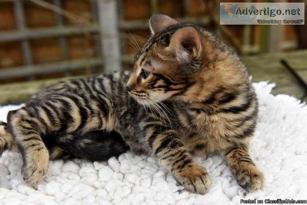 Stunning Female Bengal To Good Homes.