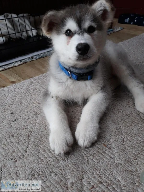 Alaskan malamut puppy