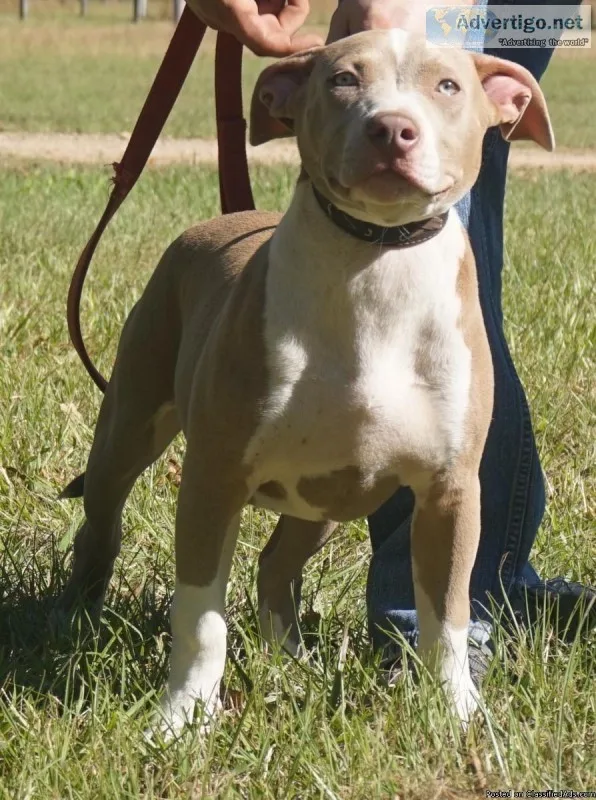 UKC XL American Bully Puppies
