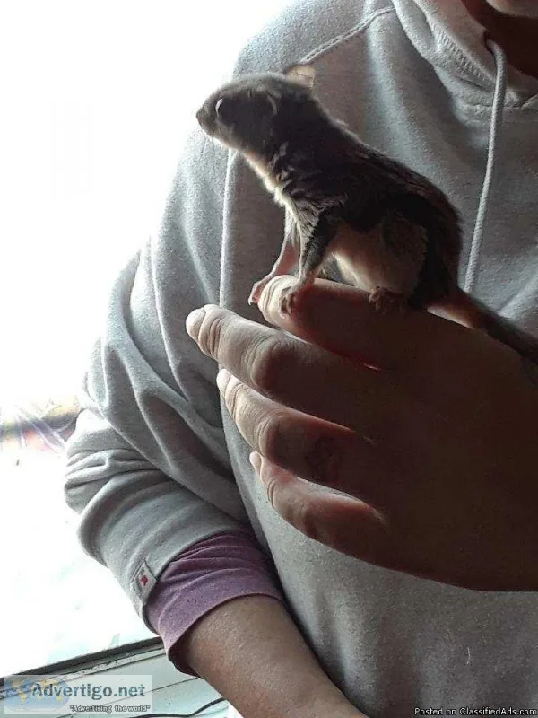 3 month old southern flying squirrel