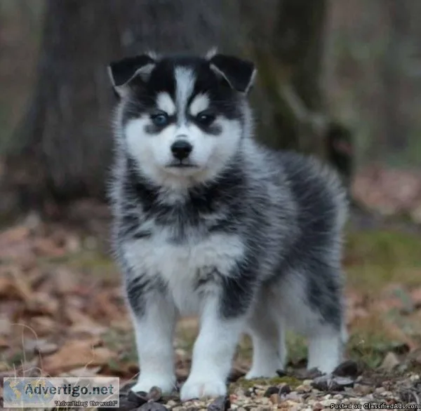 Adorable male and female pomsky puppies for sale