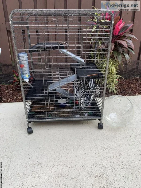 Ferret with new cage